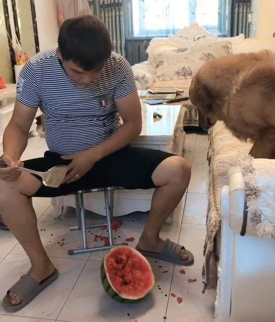 主人在狗狗眼前吃西瓜，金毛狗狗一口都没有吃，結果令人哭晕在厕所！