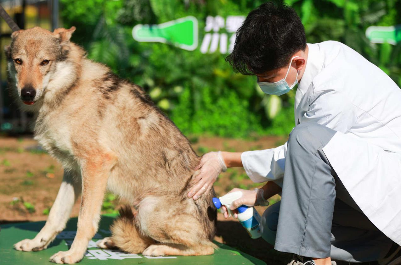 人犬合作征战障碍赛！狗巴迪勇士赛首站登陆北京