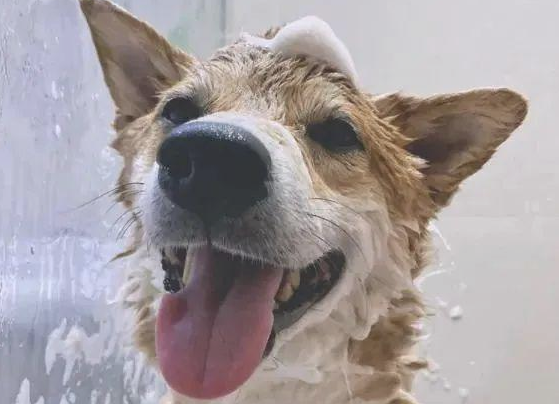 小伙对决4只柴犬，洗洗澡，淋浴室称得上“竞技场”，场景极度混乱！