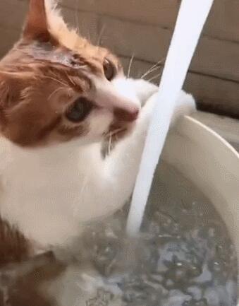 主人用大塑料桶给猫咪洗澡，猫：泡着澡喝着水，真是喵生一大快事