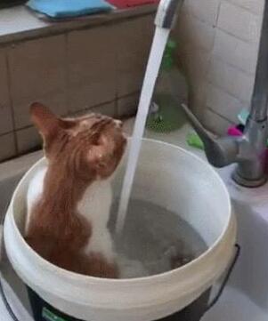 主人用大塑料桶给猫咪洗澡，猫：泡着澡喝着水，真是喵生一大快事