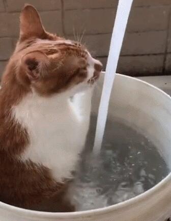 主人用大塑料桶给猫咪洗澡，猫：泡着澡喝着水，真是喵生一大快事