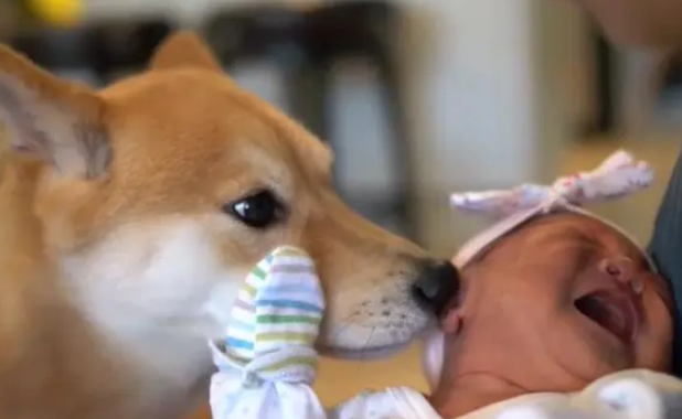柴犬当了一年多“保姆”，女主又生了二胎，想把狗子累死呢