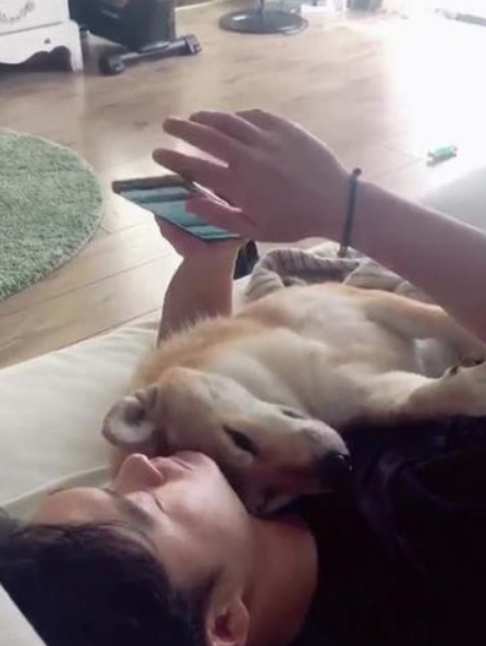 男主人看手机时，一不小心砸中怀里的柴犬，狗：确认过眼神是懂你的人！