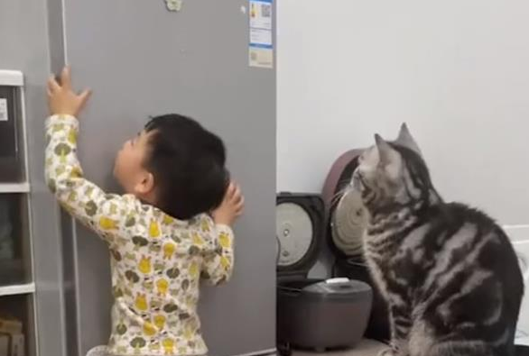 萌娃拿不到冰箱上的零食，指挥猫咪帮忙