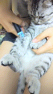 一只逃跑被抓回来洗澡的猫：我和我最后的倔强，握紧爪子绝对不放