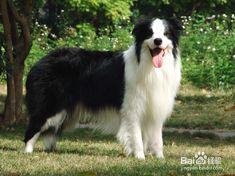 边境牧羊犬喂养技巧，边境牧羊犬的饮食