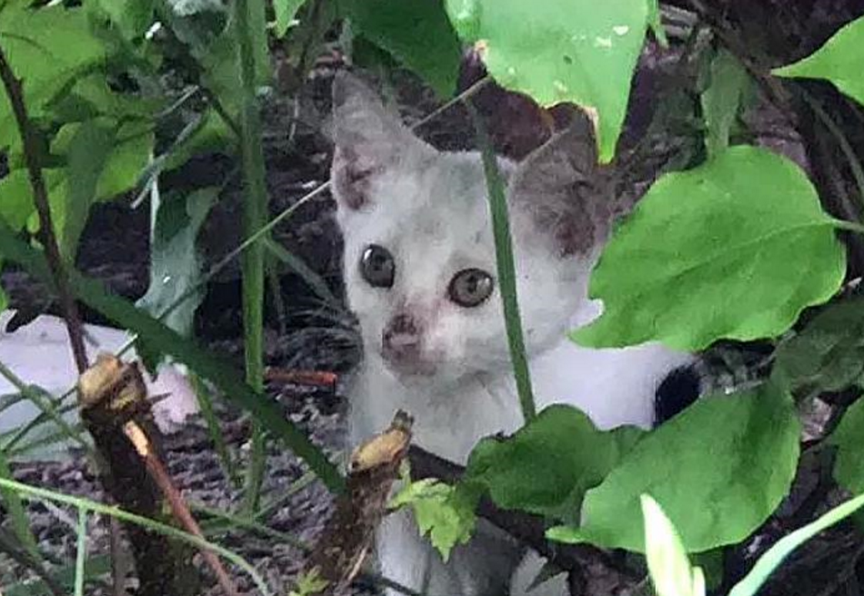 猫妈妈偷零食时被追赶，没能带走小猫，小猫却因一张照片被救了