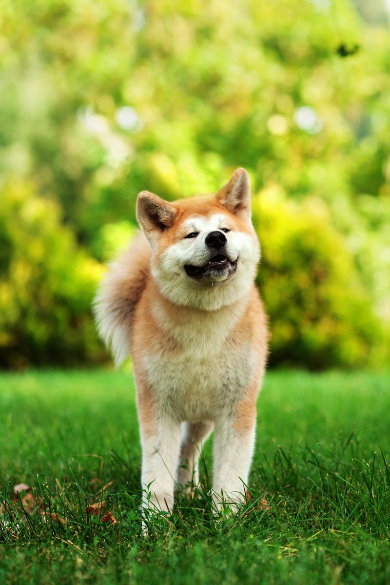 巴吉度猎犬：优雅与忠诚的完美结合