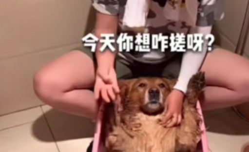 网友给金毛洗澡，就在水里放下一物，金毛立马就跳了起来