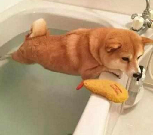 柴犬千辛万苦挣脱不洗澡，小表情觉得是去上竞技场，场景令人笑到不好