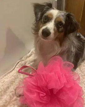 德牧犬反感洗澡的时候屁股湿掉，竟在浴盆里打开大绝技……