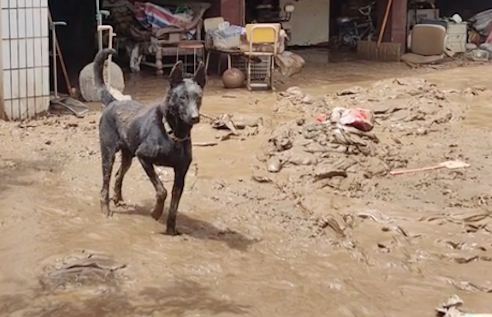 洪水退去回到家，狗见到主人有点生气，万幸猫狗都活了下来