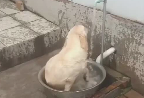 刚加水洗床单，狗狗抢先一步，在水中摇摆，像无比儿时的你