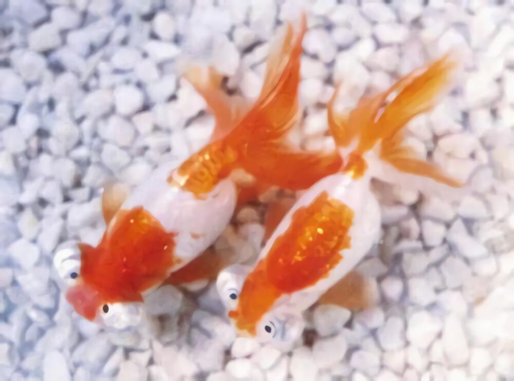银朝天龙身份信息