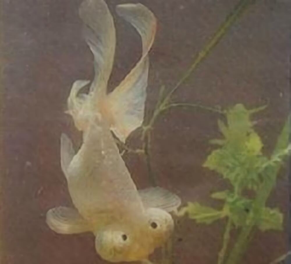 银朝天龙身份信息