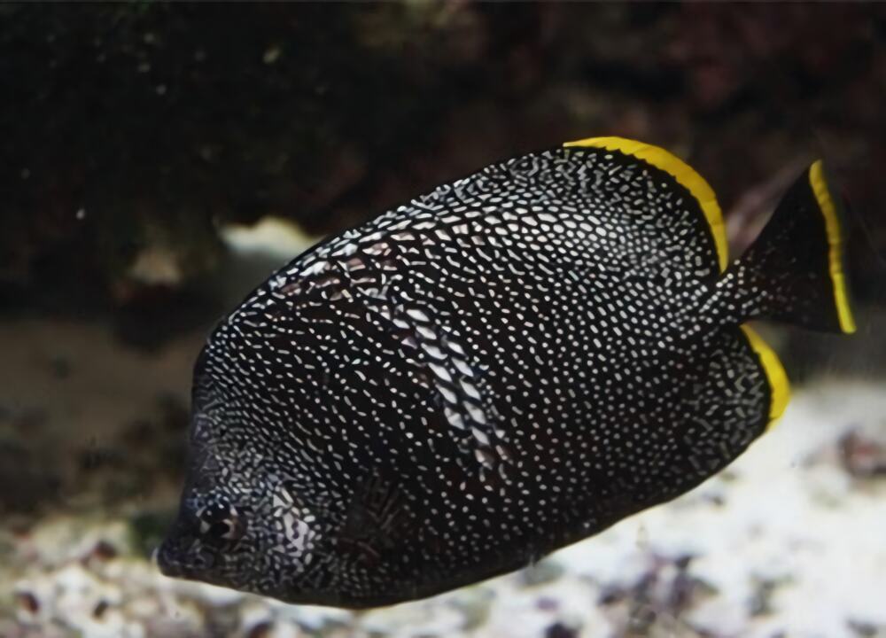 绣蝴蝶鱼身份信息
